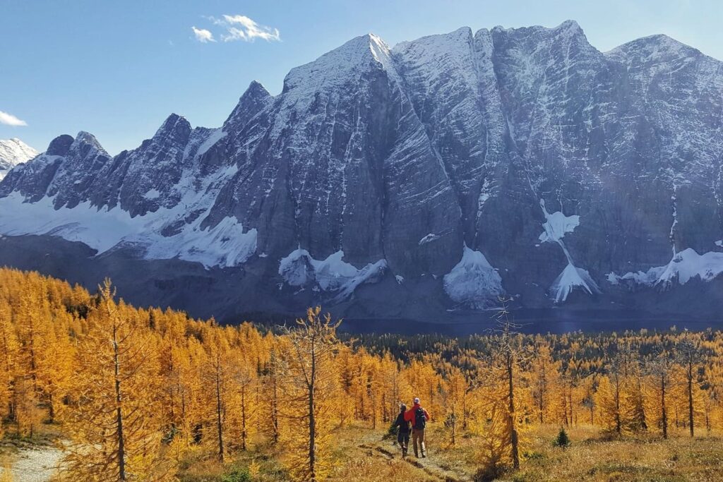 Where to Find Golden Larches in British Columbia, Canada